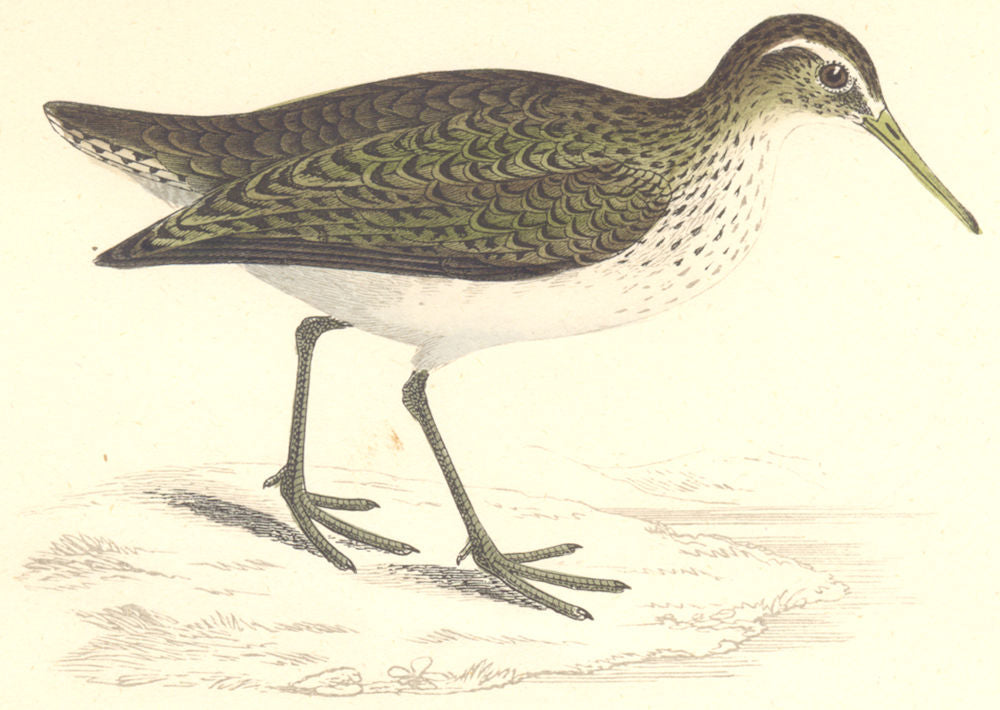BIRDS. Sandpiper. Europe. Asia. Africa. Common (Morris) 1865 old antique print
